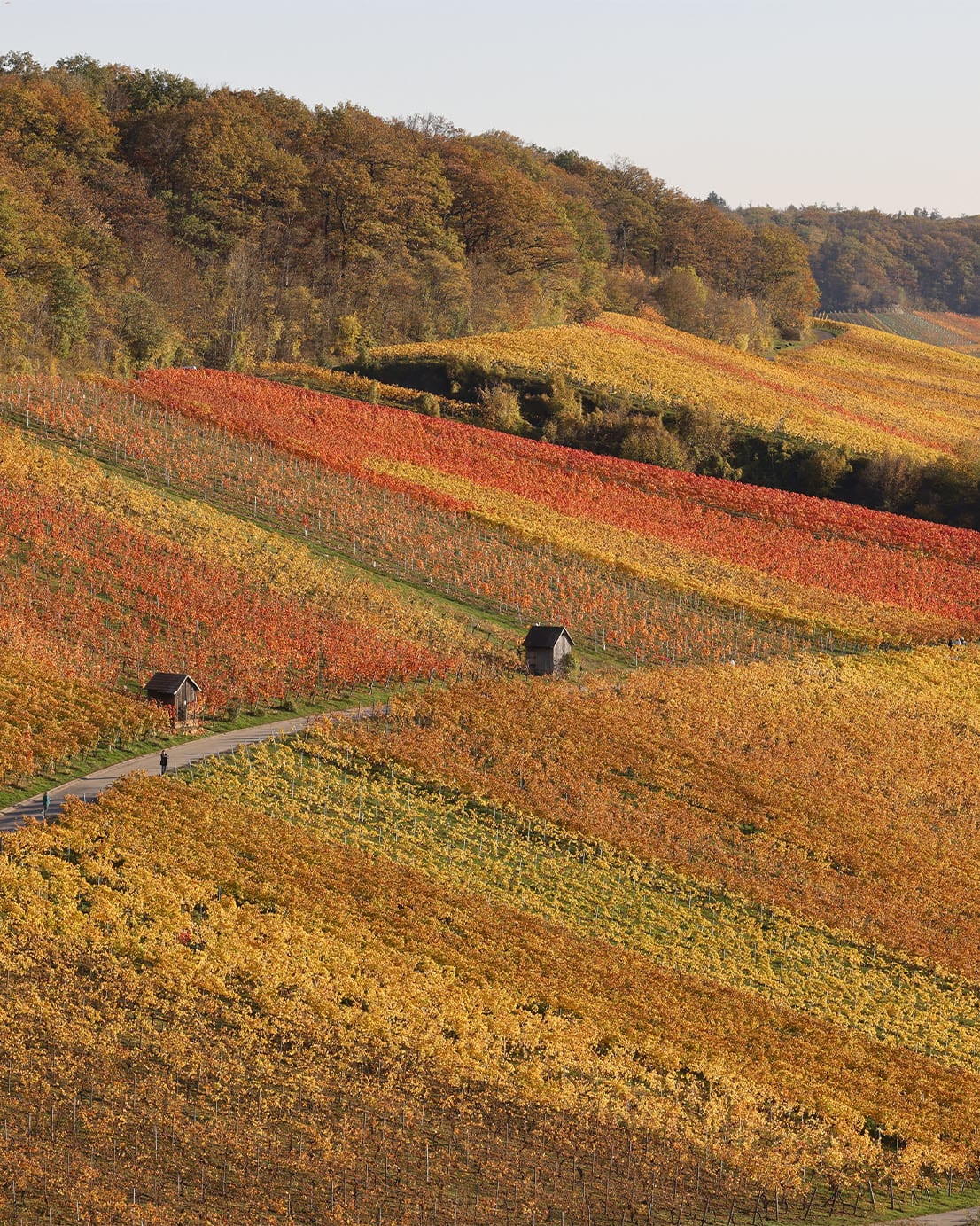 Ein malerischer Weinberg mit farbenfrohen Reben und einer Straße, die die Landschaft durchzieht