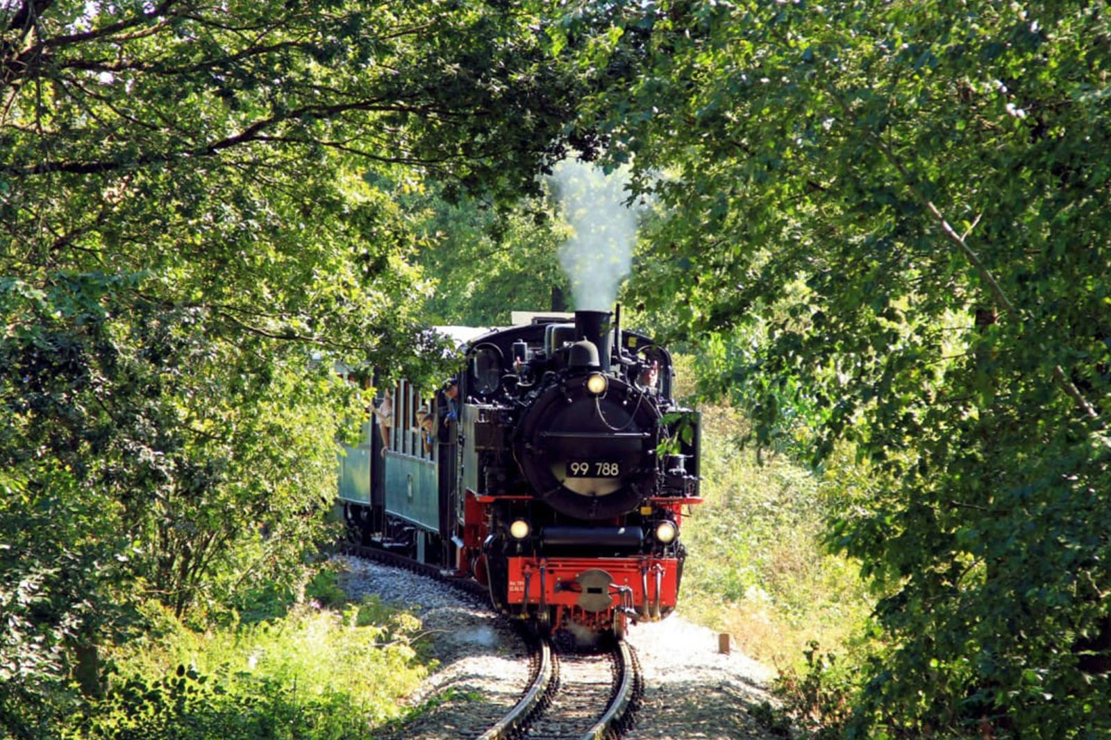 Eisenbahn, die durch ein Blätterdach hindurchfährt