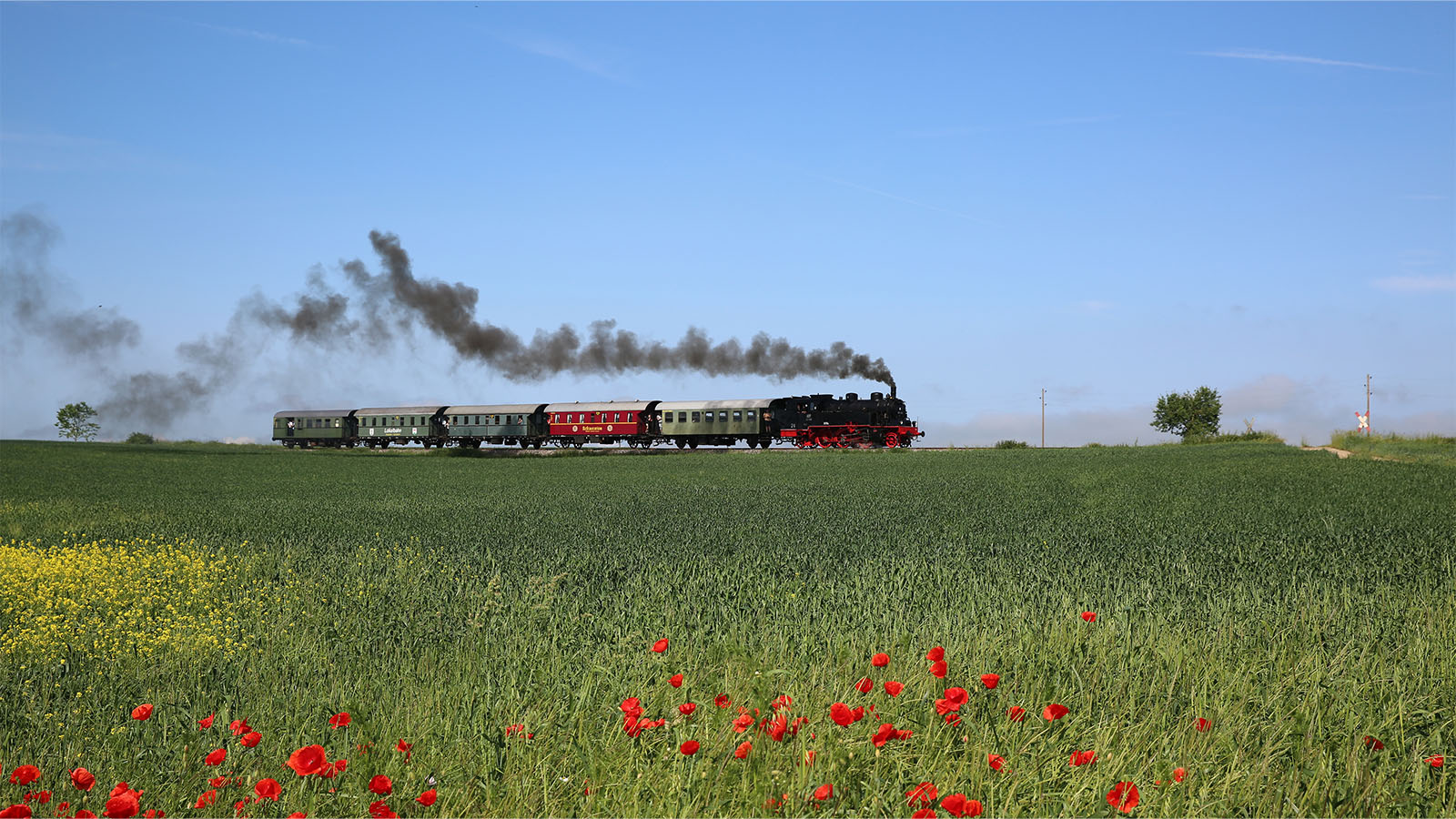 Profil einer rußenden Dampflokomotive, die bei blauem Himmel durch eine blühende Wiese fährt